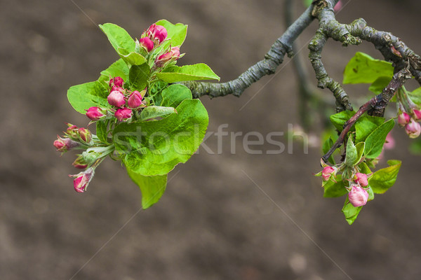 Mela fiore bud fiore ramoscello Foto d'archivio © fotoaloja
