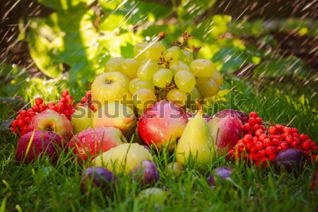 Stock fotó: Szomorú · ősz · gyümölcsök · fű · napsütés · étel