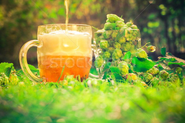 Pint beer pint cone hops Stock photo © fotoaloja