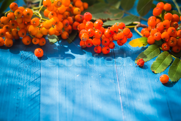 Autumnal background rowan fruits blue wooden board Stock photo © fotoaloja
