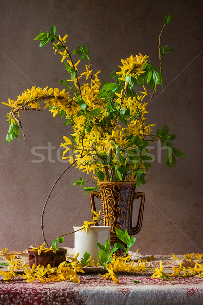 Still life sprigs flowering forsythia Stock photo © fotoaloja