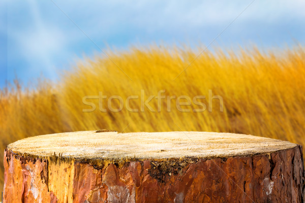 [[stock_photo]]: Herbe · nature · fond · espace · Voyage · détendre