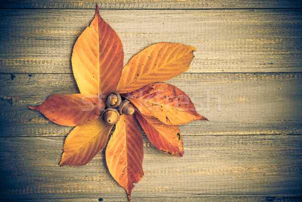 Composition fall leaves flower acorns middle Stock photo © fotoaloja