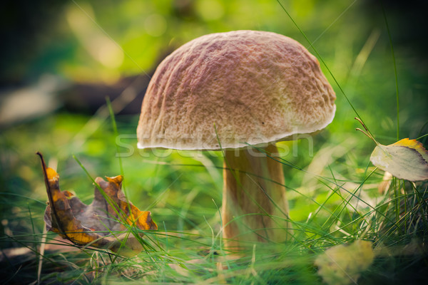 Fall mushroom forest grass sun Stock photo © fotoaloja