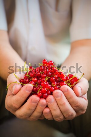freshly fruits red currant hands man Stock photo © fotoaloja