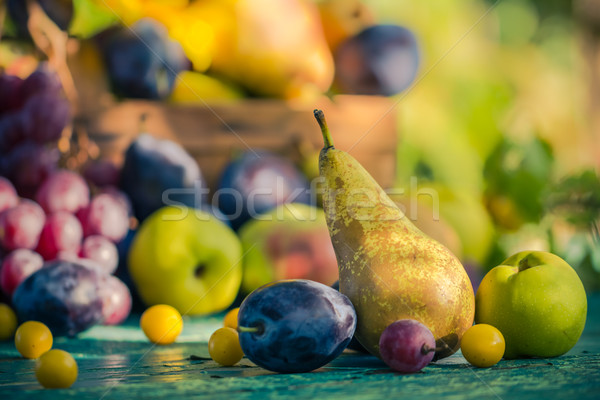 Autumn garden fruits basket wooden table Stock photo © fotoaloja