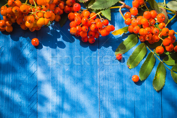 Autumnal background rowan fruits blue wooden board Stock photo © fotoaloja