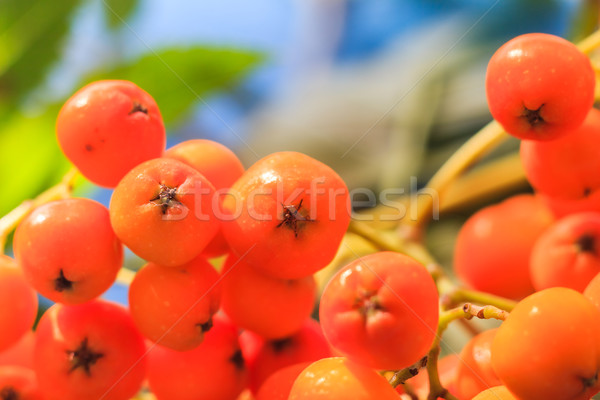 Stock photo: Closeup autumnal fruits rowan