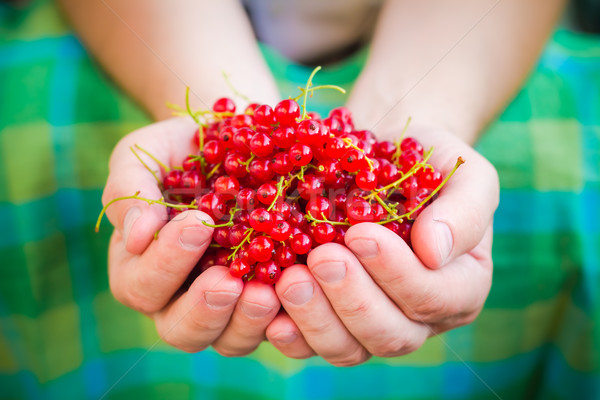 Mężczyzna ręce czerwony porzeczka owoców Zdjęcia stock © fotoaloja