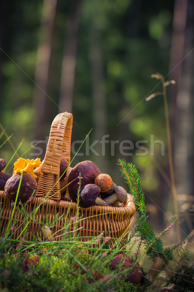 Fall basket full edible mushrooms forest Stock photo © fotoaloja