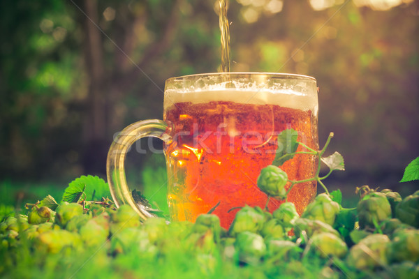 cold beer midst hop cones Stock photo © fotoaloja