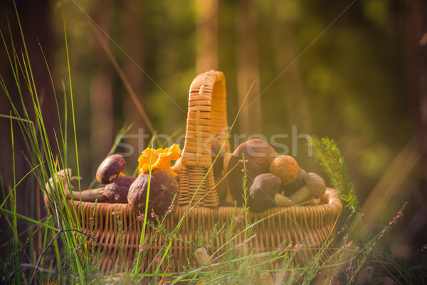Vallen mand vol eetbaar champignons bos Stockfoto © fotoaloja