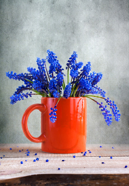 Still life bunch grape hyacinths Stock photo © fotoaloja