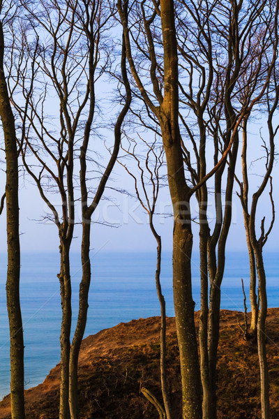 Kilátás erdő Balti-tenger tavasz tenger háttér Stock fotó © fotoaloja