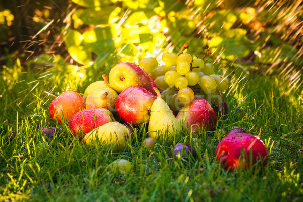 [[stock_photo]]: Triste · automne · fruits · herbe · soleil · alimentaire