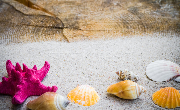 Tenger kagylók homok tábla víz hal Stock fotó © fotoaloja