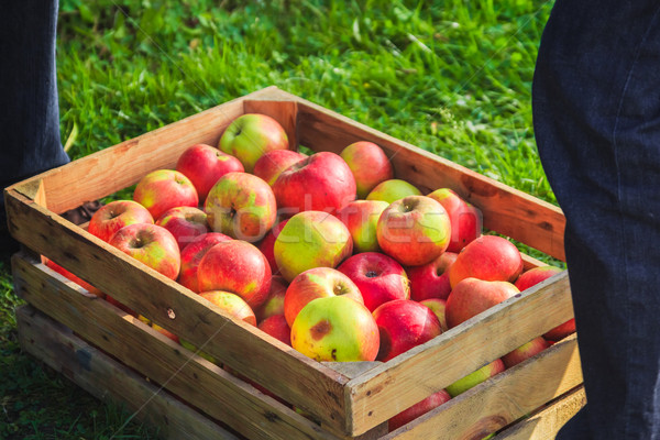 Stockfoto: Najaar · oogst · appels · houten · tuin