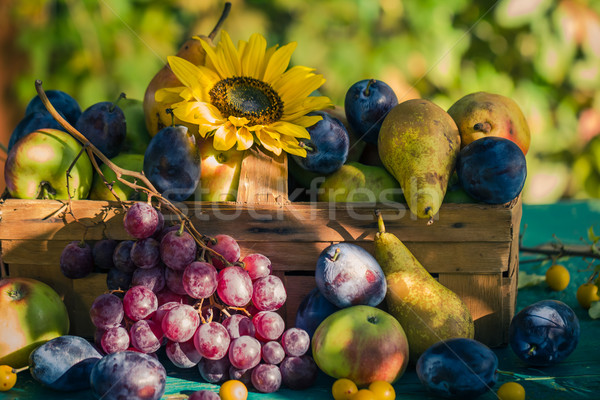 Garden late summer seasonal fruits basket light setting sun Stock photo © fotoaloja