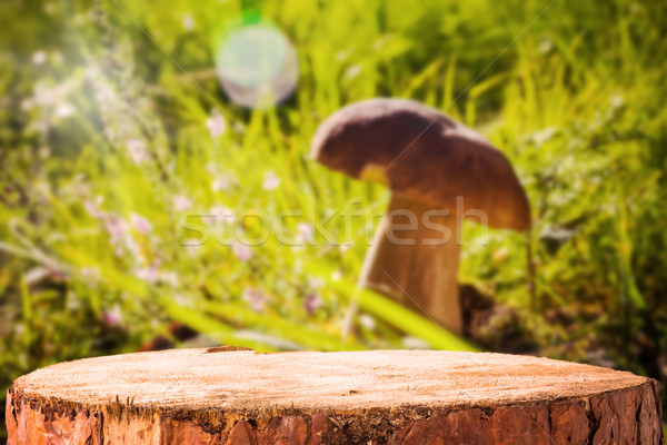 Background forest mushroom tree stumps Stock photo © fotoaloja