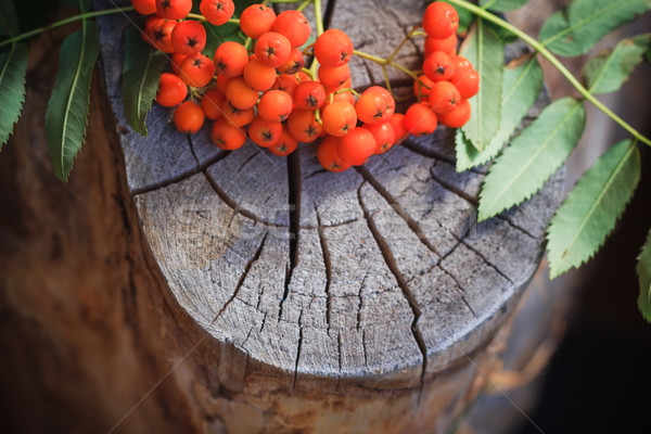 Fall background rowan fruits old stump Stock photo © fotoaloja