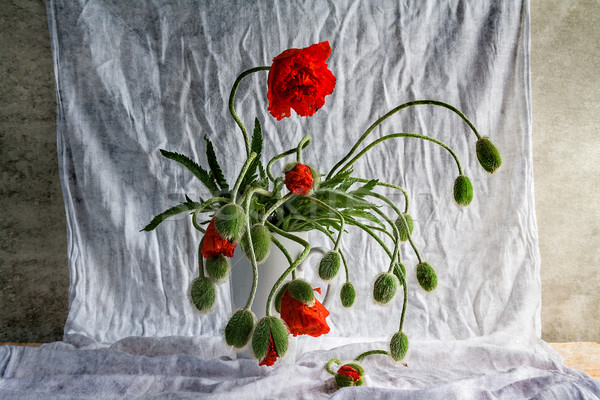 商業照片: 靜物 · 花束 · 罌粟 ·木· 性質 · 夏天