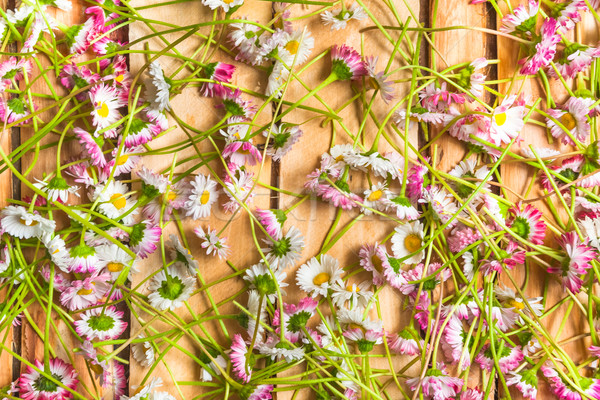 many freshly cut daisies wooden background Stock photo © fotoaloja