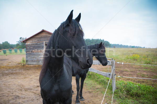 Dois preto cavalo aldeia fazenda vintage Foto stock © fotoduki