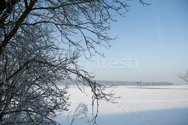 Hiver paysage blanche neige vide ciel [[stock_photo]] © fotoduki