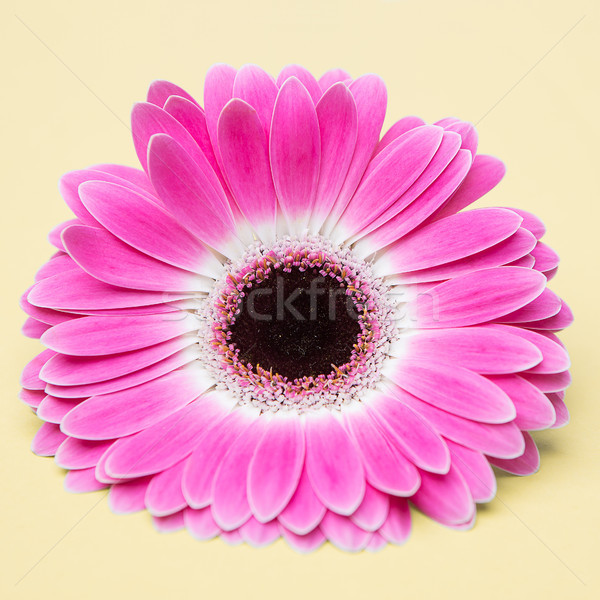 cute pink flower on umber background Stock photo © fotoduki