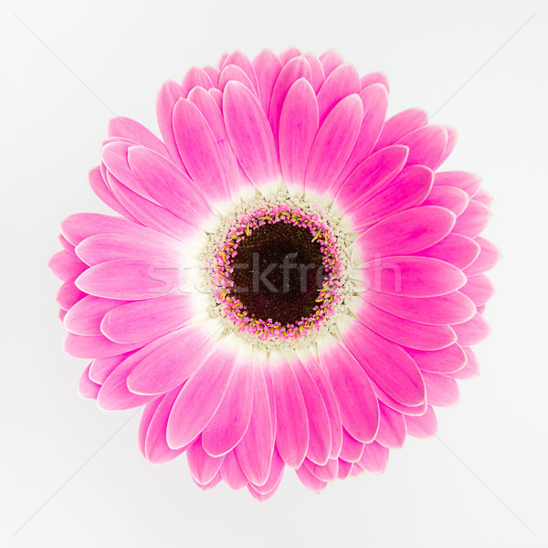 cute pink flower on white background Stock photo © fotoduki