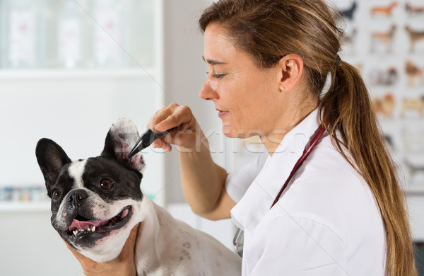Foto stock: Veterinario · clínica · francés · bulldog · médico · hospital
