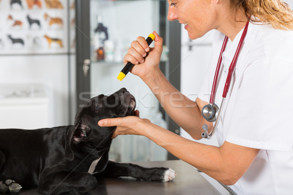 Tierarzt Hund Tierarzt Lächeln Auge Stock foto © fotoedu