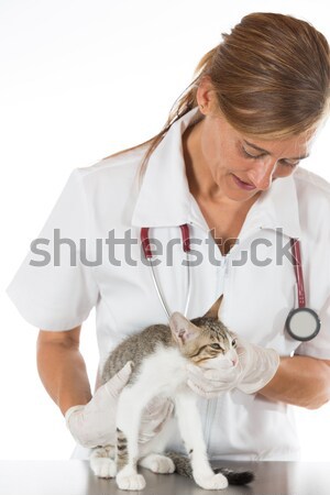 Veterinário clínica gatinho ouvido limpeza gato Foto stock © fotoedu