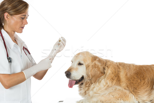 Stok fotoğraf: Veteriner · klinik · aşı · köpek · golden · retriever · doktor