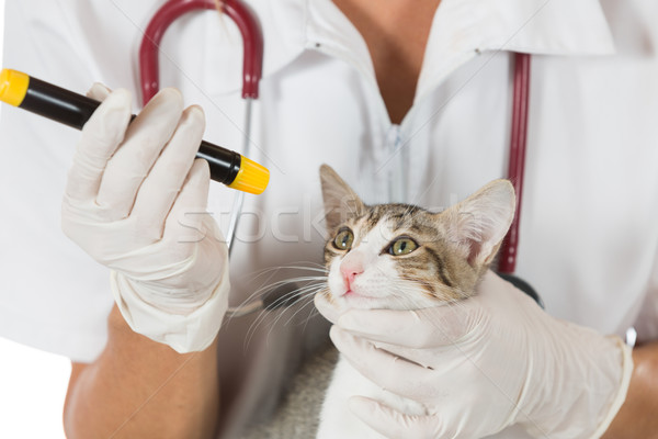 Foto stock: Veterinario · clínica · gatito · ojos · gato · mano
