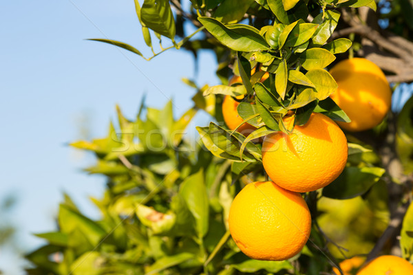 Stock photo: Valencia orange trees