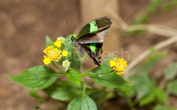 Butterfly Stock photo © fotoedu