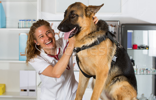 Veterinar cioban câine recunoastere clinică Imagine de stoc © fotoedu