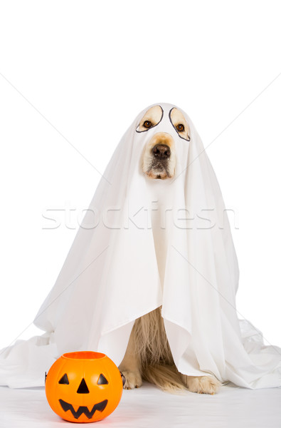 Golden retriever halloween duch pomarańczowy strach Zdjęcia stock © fotoedu