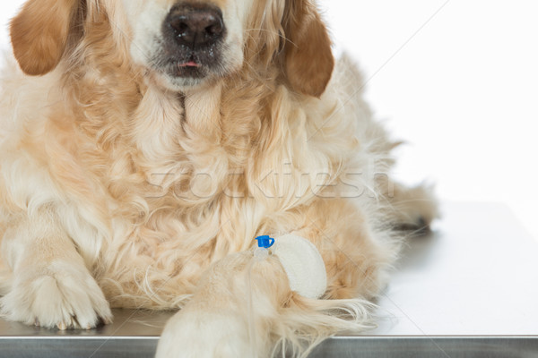 Dinleme köpek veteriner altın golden retriever klinik Stok fotoğraf © fotoedu