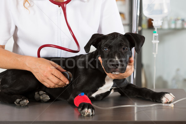 Veteriner köpek amerikan veteriner gülümseme doktor Stok fotoğraf © fotoedu