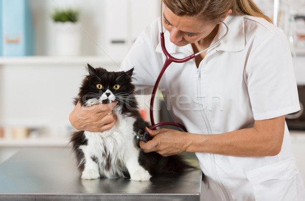 Veterinary by listening to a cat Stock photo © fotoedu