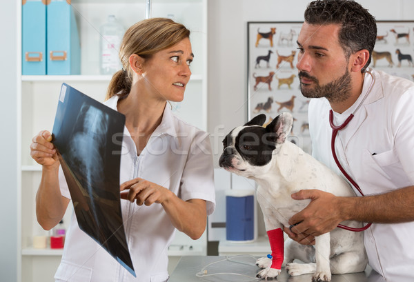Couple reviewing veterinary radiography Stock photo © fotoedu