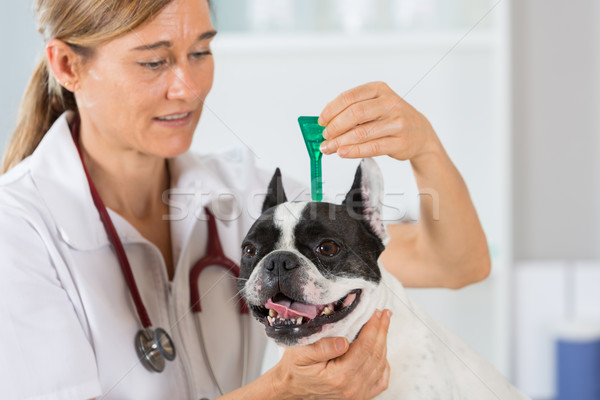 Weterynaryjny kliniki francuski bulldog konsultacja lekarza Zdjęcia stock © fotoedu