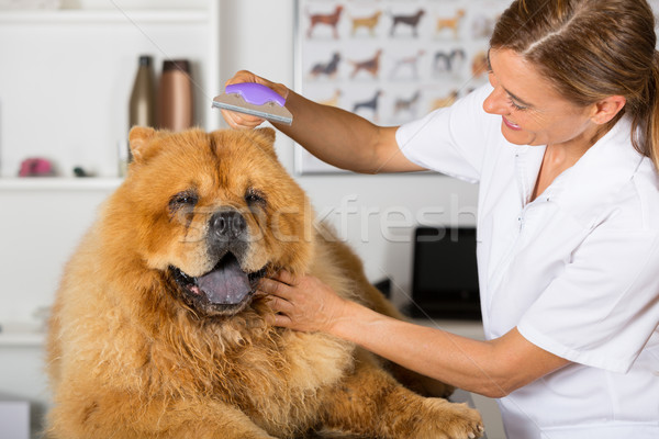 [[stock_photo]]: Canine · salon · de · coiffure · beauté · clinique · femme · main