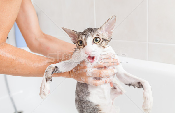 洗澡 貓 泡泡浴 小 灰色 水 商業照片 © fotoedu