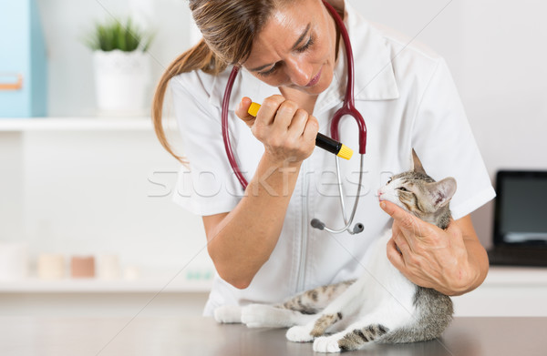 Vétérinaire clinique chaton yeux chat main [[stock_photo]] © fotoedu