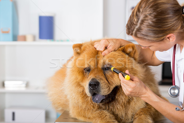 Veterinary clinic Stock photo © fotoedu