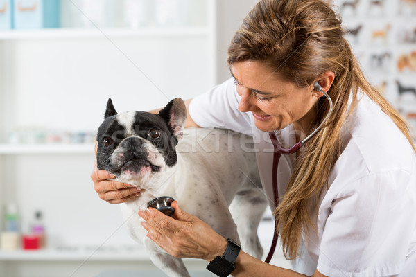 By listening to a dog Veterinary bulldog French Stock photo © fotoedu