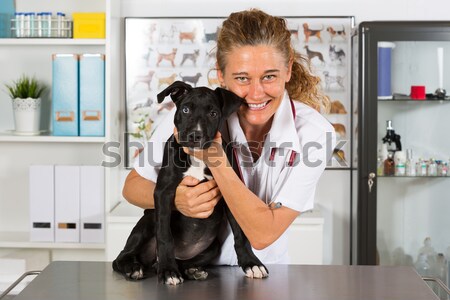 Vet with his dog American Staffordshire Stock photo © fotoedu